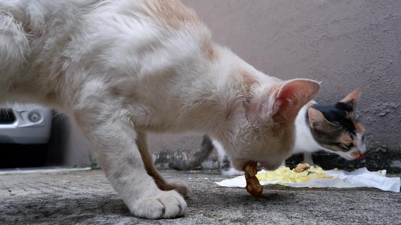 猫在地板上吃米饭视频下载