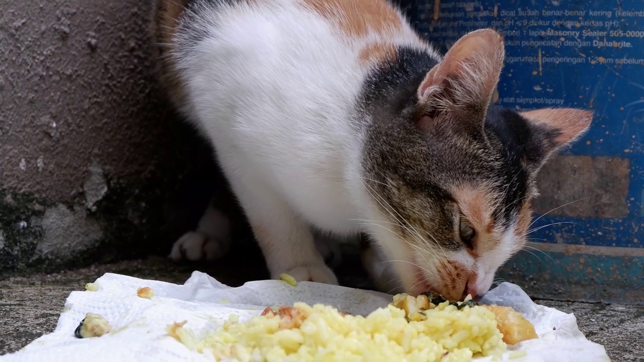 猫在地板上吃米饭视频下载