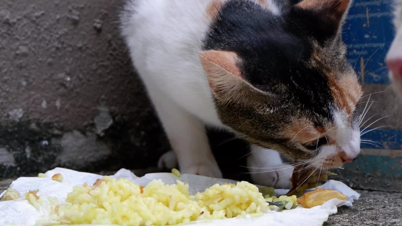 猫在地板上吃米饭视频下载