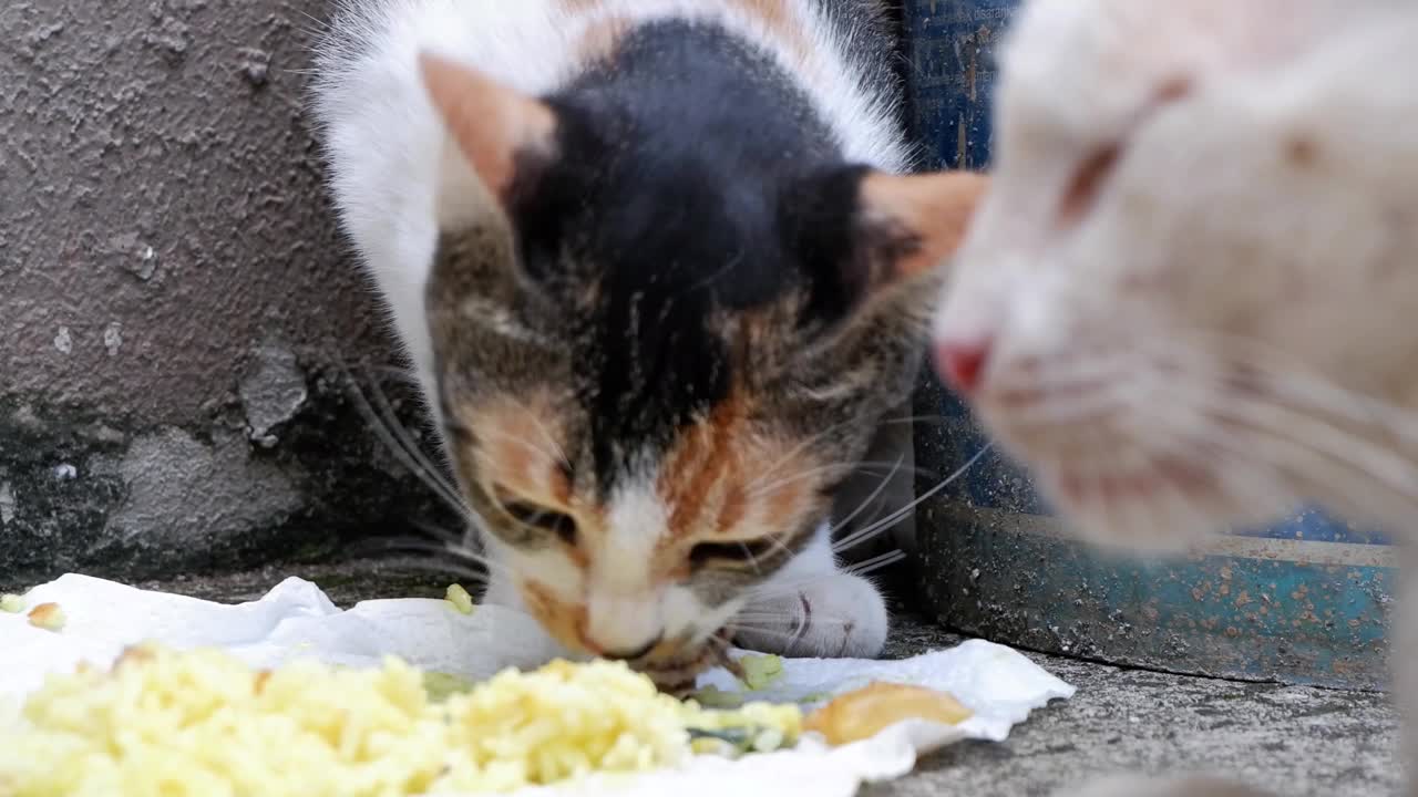 猫在地板上吃米饭视频下载