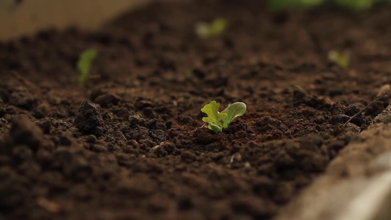 用堆肥种植蔬菜视频素材