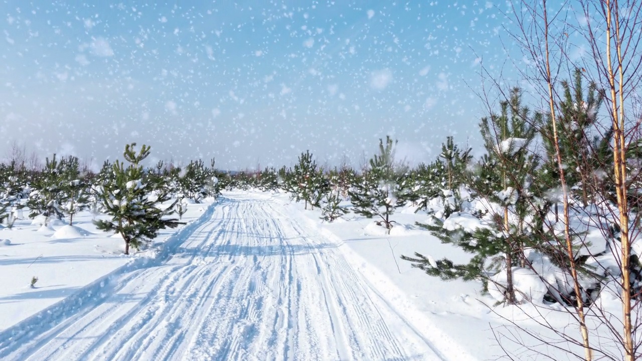 日落或日出在冬季松林与飘落的雪。小路，道路，轨道视频素材