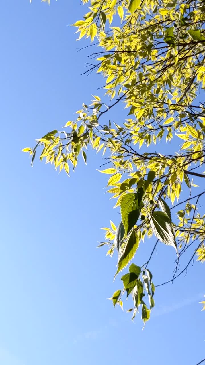 椴树嫩叶视频素材