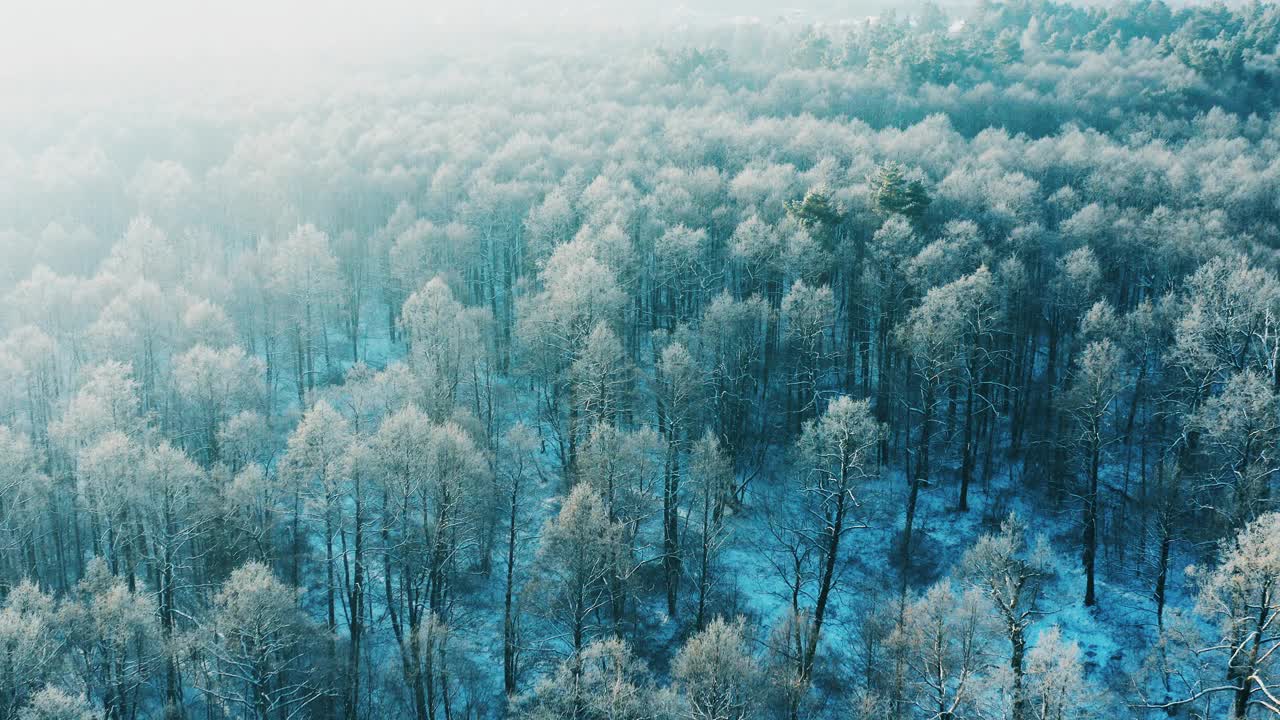 4K冰雪森林在冬天霜冻的日子。蓝色和白色的霜。在薄雾冰冻的早晨，鸟瞰惊人的松树。日出日落阳光在冬季自然景观。冰霜森林公园的风景。高架视图视频素材