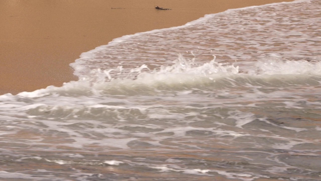 超慢镜头4K 120帧的野生动物:海滩上的海豹——美国圣地亚哥拉霍亚视频素材