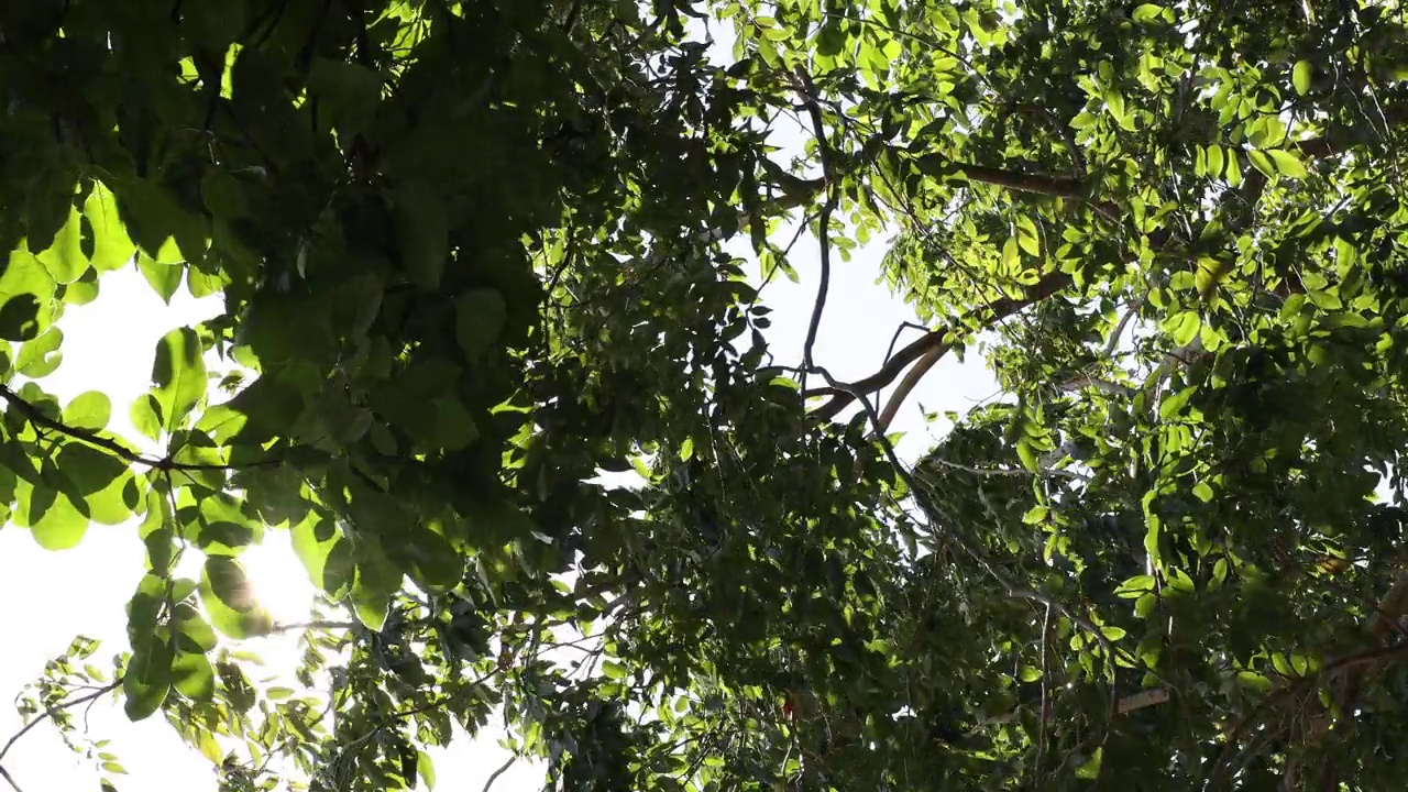 以树枝上的绿叶为背景的低角度视角视频素材