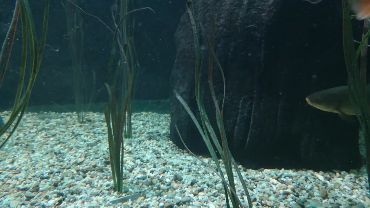 水族馆里的淡水鱼，多瑙河中也有视频素材