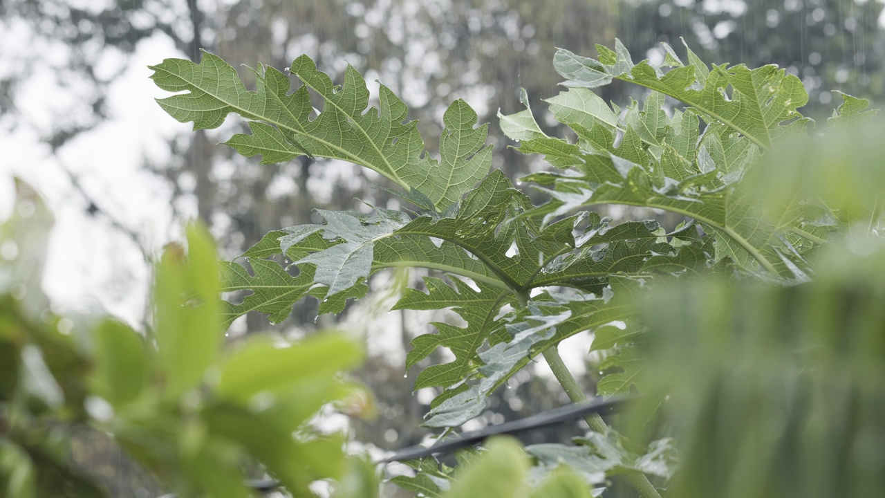 这是一种名为木瓜的热带水果植物的嫩枝，由于毛毛雨的环境条件，它宽阔的绿色叶子是湿的视频素材