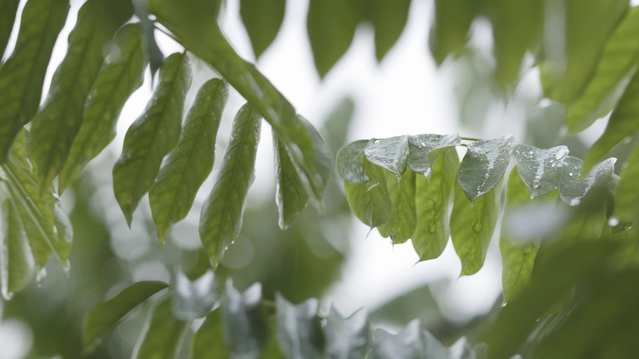 这是一种名为Bilimbi的热带水果植物的嫩枝，由于毛毛雨的环境条件，这种植物的绿叶是湿的视频素材