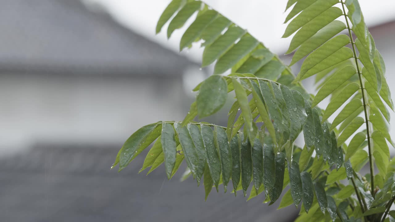 这是一种名为Bilimbi的热带水果植物的嫩枝，由于毛毛雨的环境条件，这种植物的绿叶是湿的视频素材