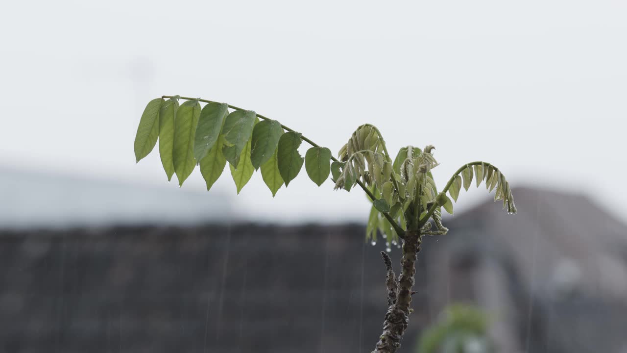 这是一种名为Bilimbi的热带水果植物的嫩枝，由于毛毛雨的环境条件，这种植物的绿叶是湿的视频素材