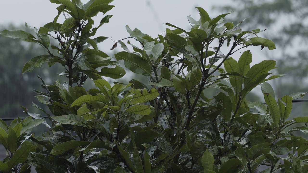 细雨环境条件下芒果果实植株的墨绿色嫩芽视频素材