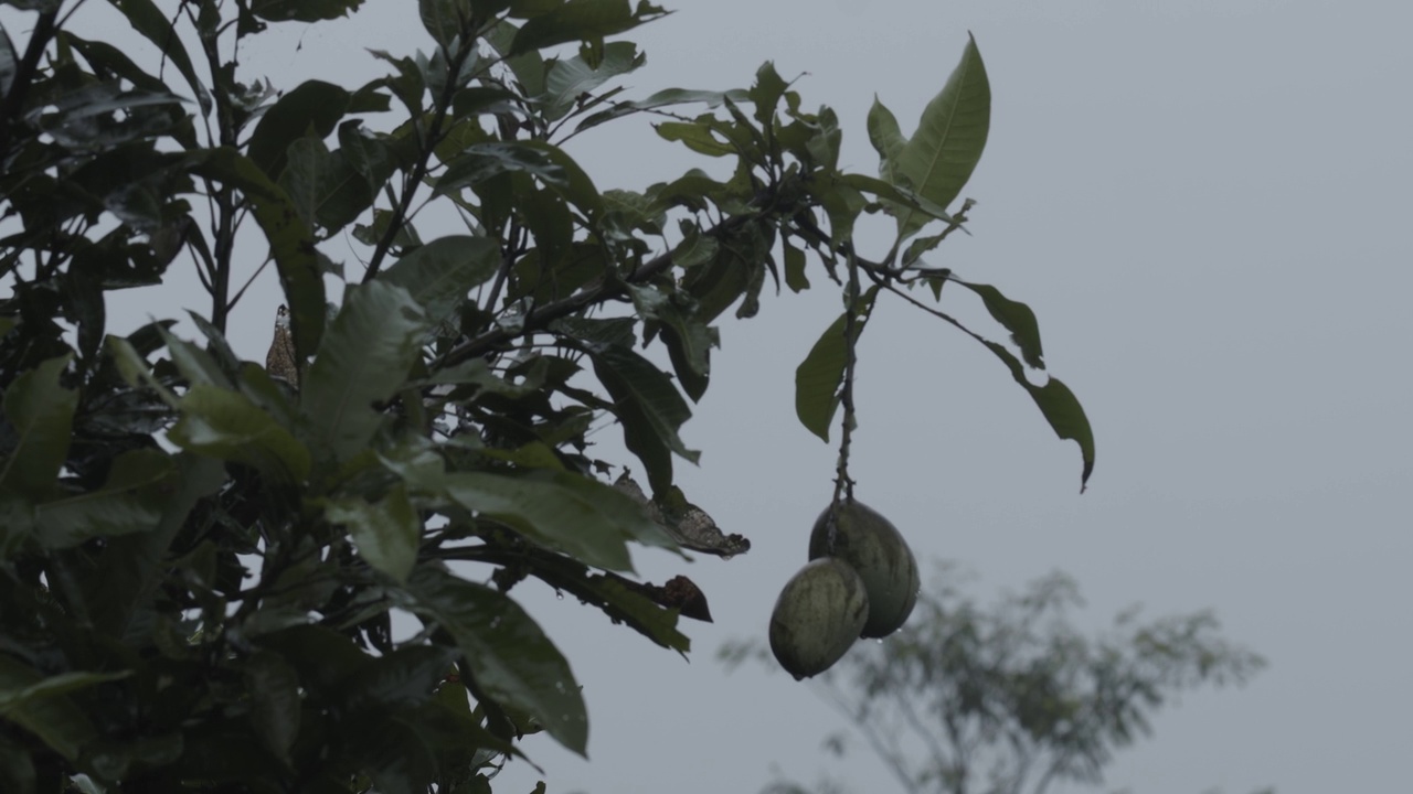 幼小的芒果依靠细雨环境条件下的小树枝生长视频素材