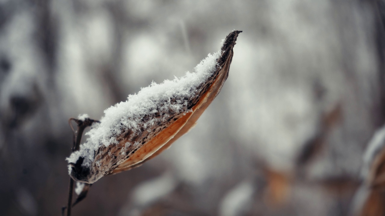 冬季自然背景。雪的天气孤独地生长着光秃秃的植物，被雪打破。被雪覆盖。植物特写与模糊的雪背景。视频素材