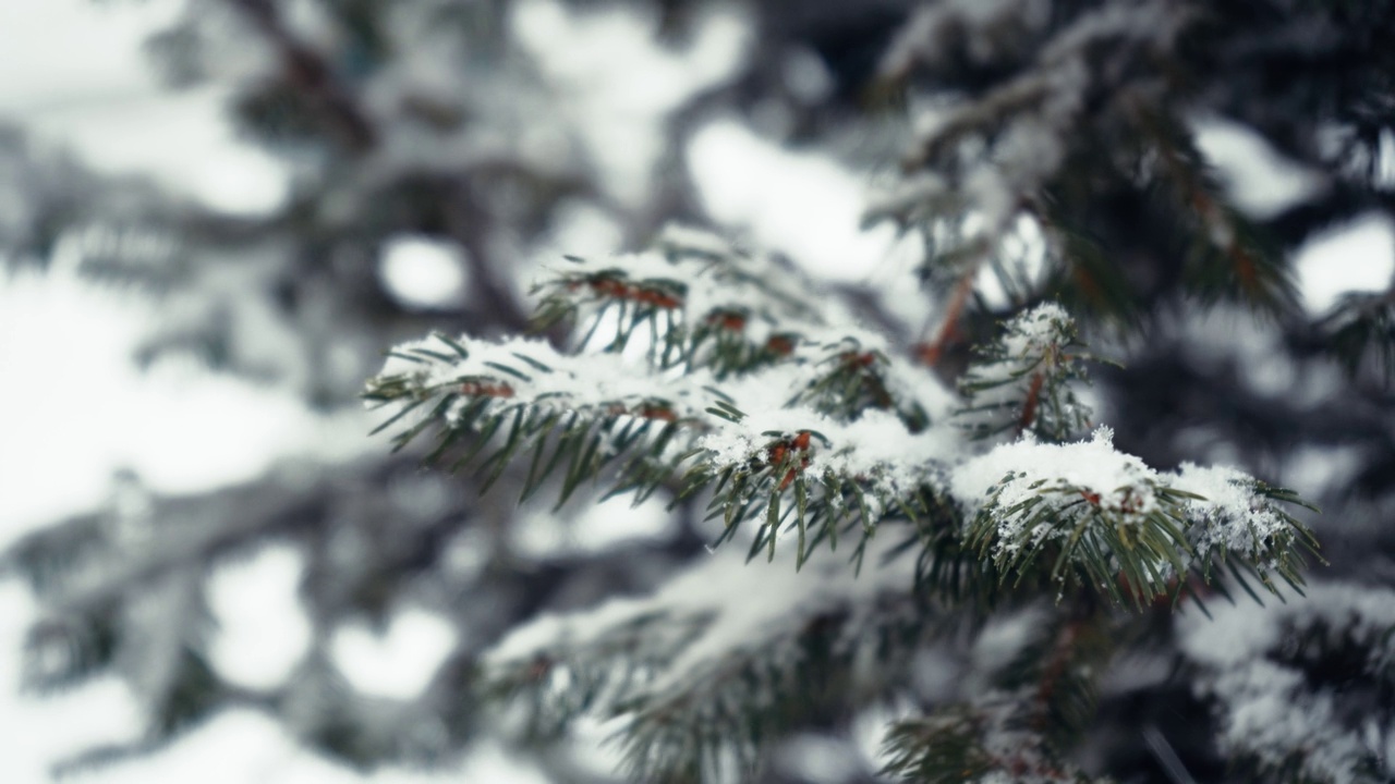 在冬天的森林里，一场降雪后，一棵蓬松的圣诞树的树枝被雪覆盖。4K视频素材。视频素材