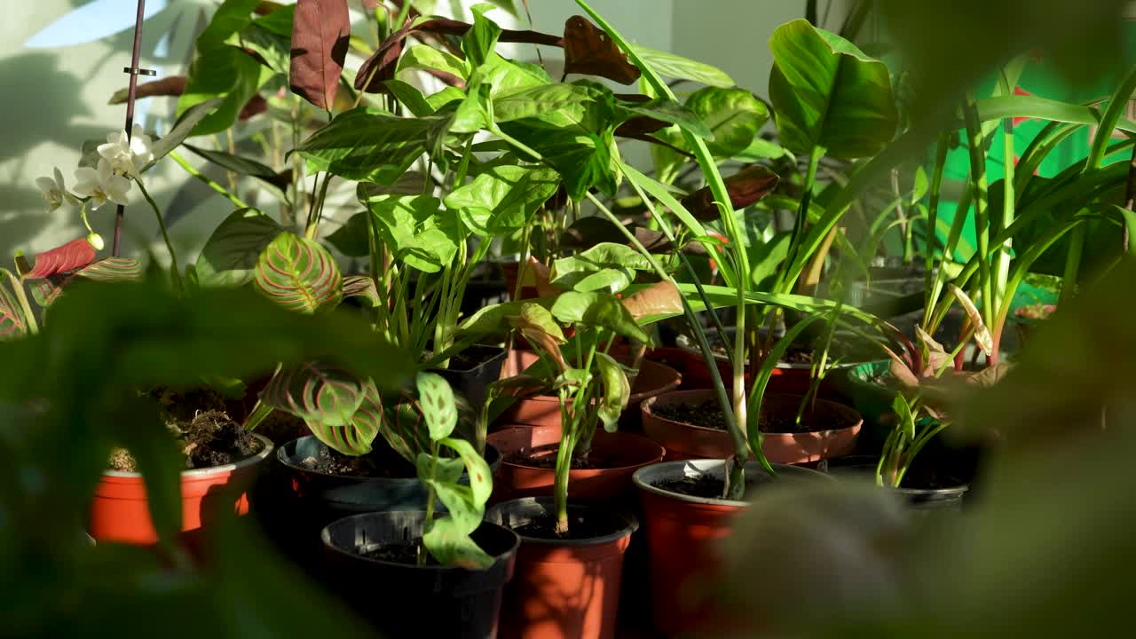 照顾盆栽中的家庭花园植物。家庭园艺。花卉及室内观赏植物的栽培和种植。园丁的手把罐子放在桌子上视频素材