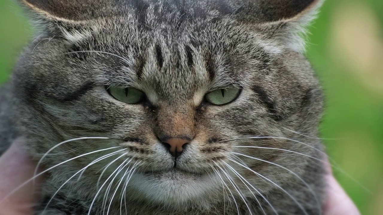 枪口上的猫靠近了。猫咆哮和喵喵叫视频素材