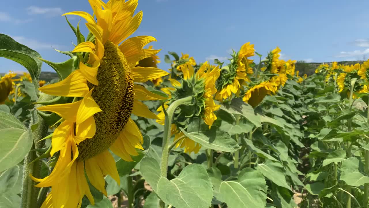 向日葵场阳光视频下载