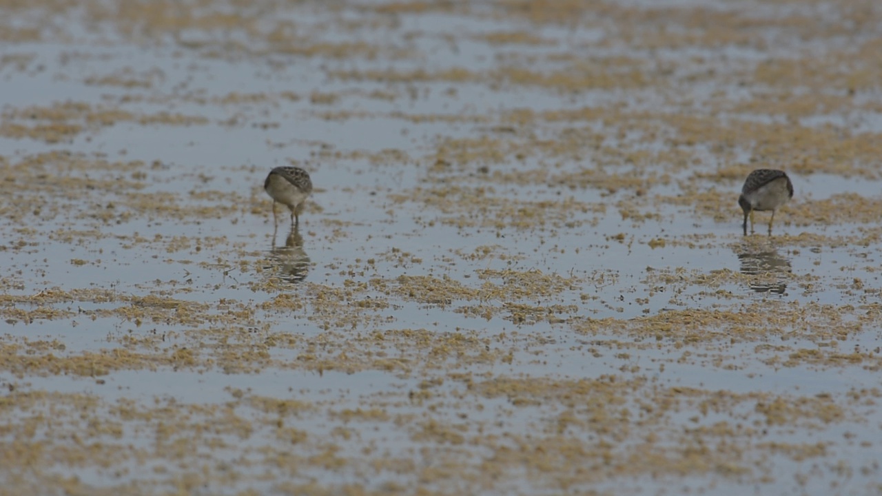 小黄腿鱼(Calidris melanotos)在沼泽泻湖中觅食小甲壳类和无脊椎动物。视频素材