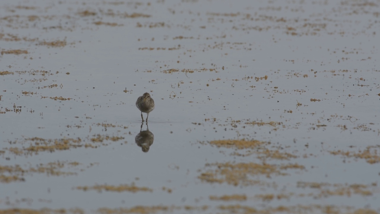 小黄腿鱼(Calidris melanotos)在沼泽泻湖中觅食小甲壳类和无脊椎动物。视频素材