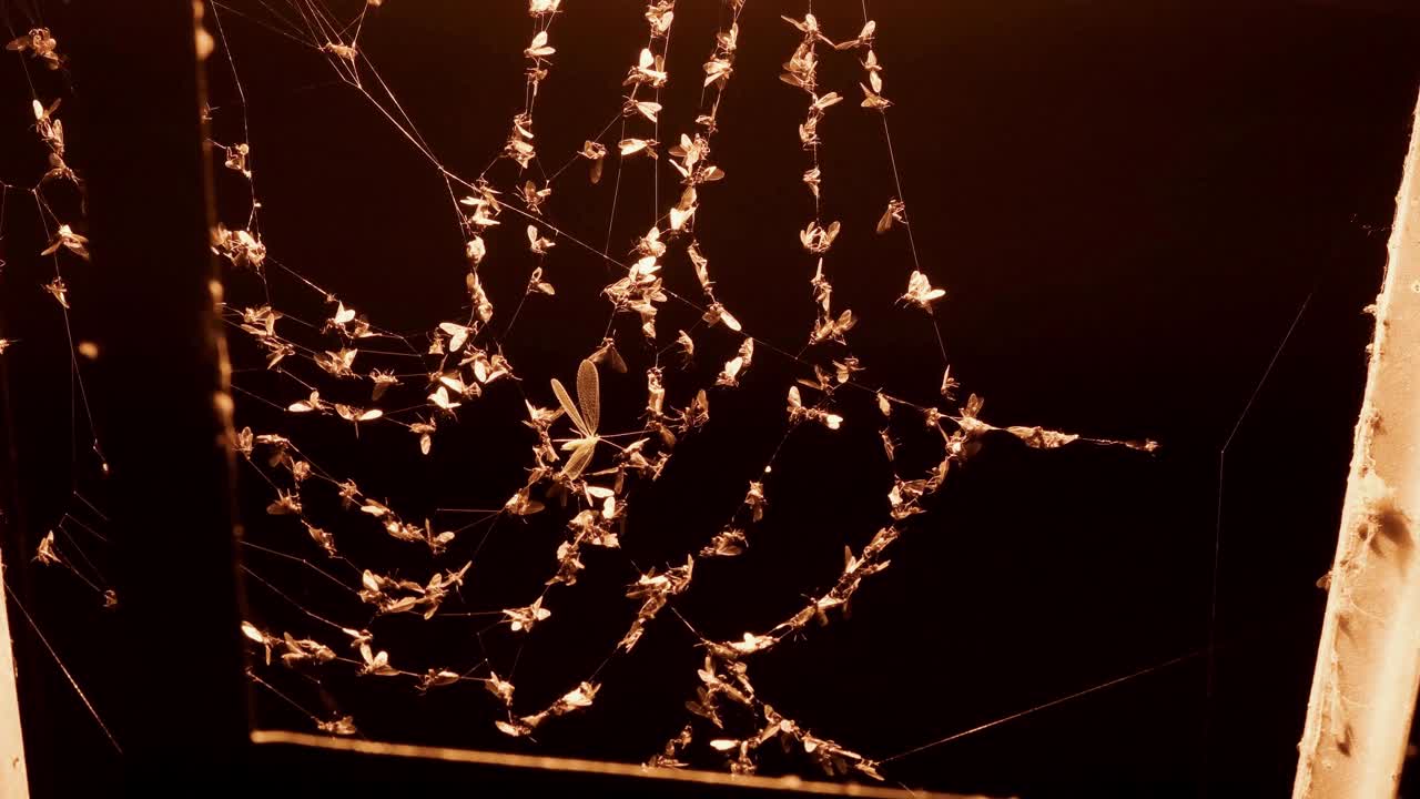 灯柱上有蜘蛛网，上面满是昆虫视频素材