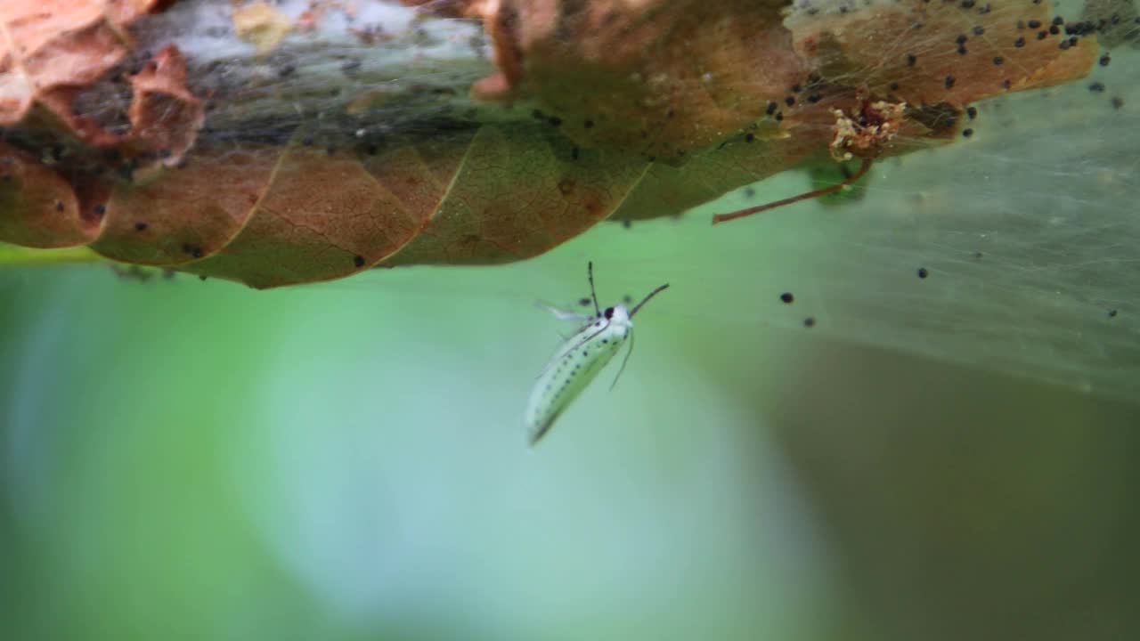 坐在丝网上的苹果貂蛾，也叫malinellus或Apfel Gespinstmotte视频素材