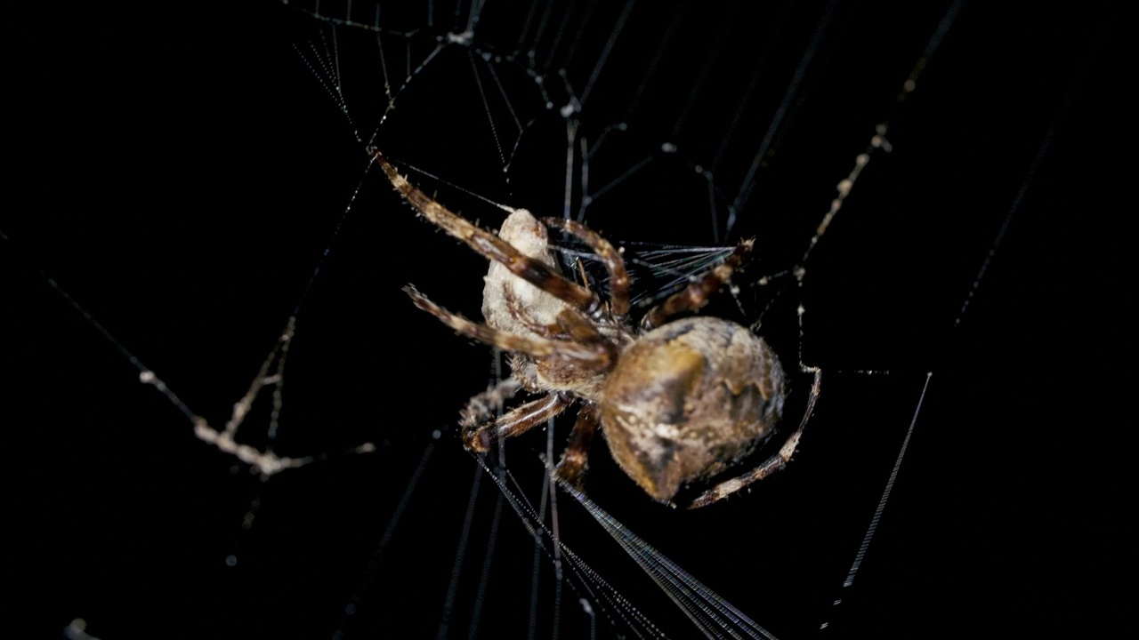 晚上蜘蛛在蜘蛛网里抓蝴蝶吃视频素材