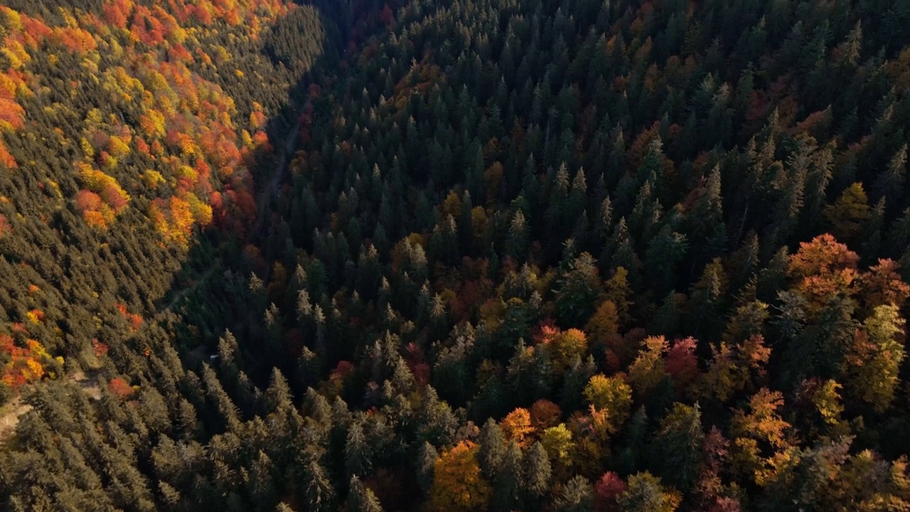 美丽的秋日喀尔巴阡森林山坡鸟瞰图。乌克兰国家公园秋天树林里的绿色和橙色的树视频素材