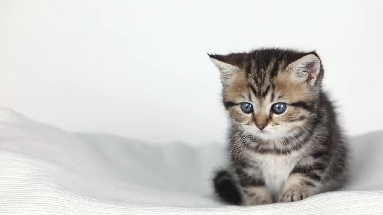 一只棕色的小猫坐在浅色的背景上环顾四周视频素材