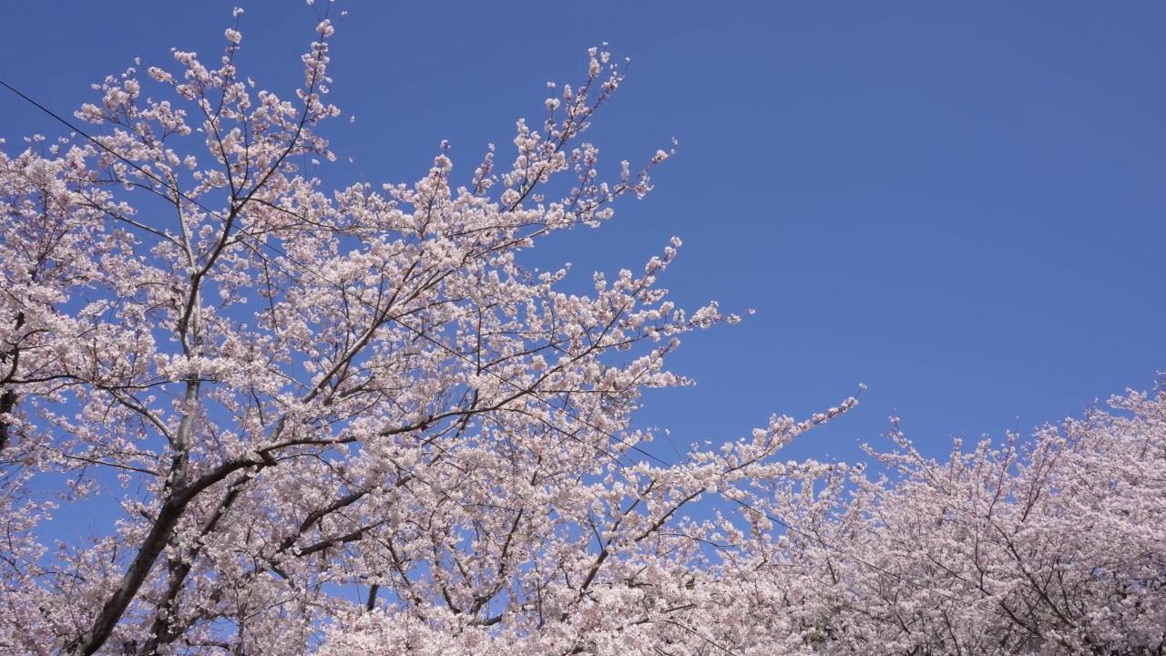 樱花树视频素材