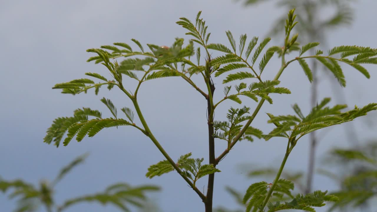 瓢虫在上面视频素材