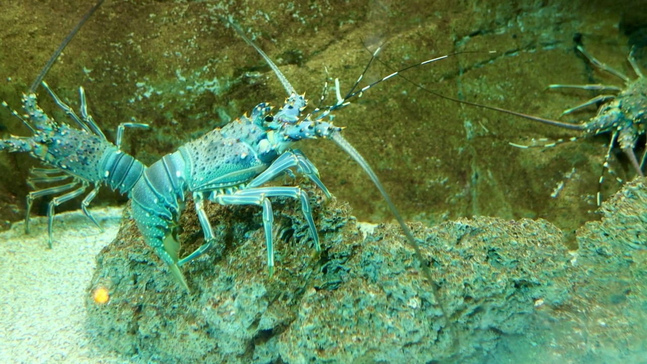 水生环境中的蓝色多刺龙虾视频素材