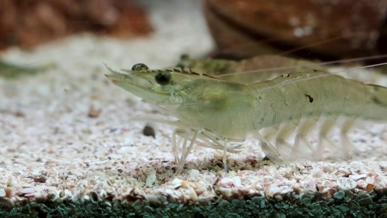 凡纳美虾，白腿虾，太平洋白虾或王虾在水族箱中游泳视频下载