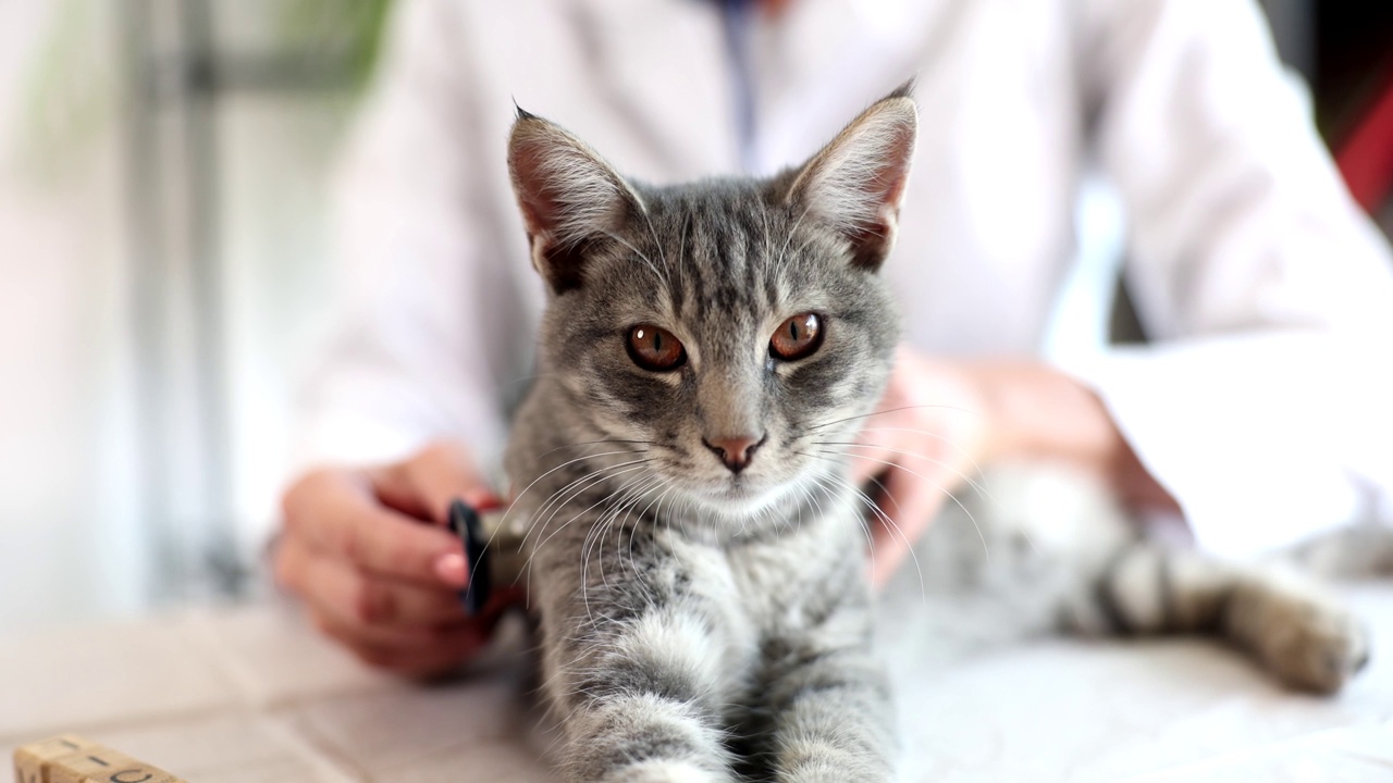 兽医在临床用听诊器检查猫视频素材