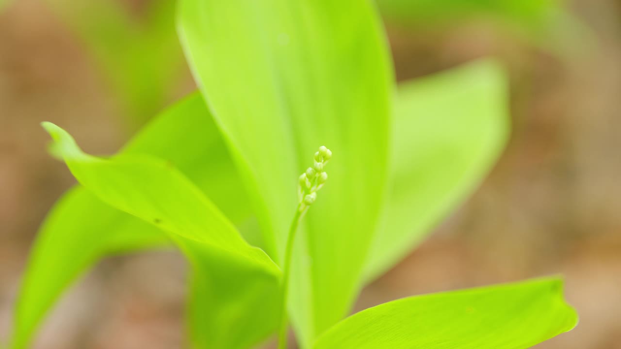 百合花的山谷背景。森林landyshi。芽和叶。关闭了。视频素材