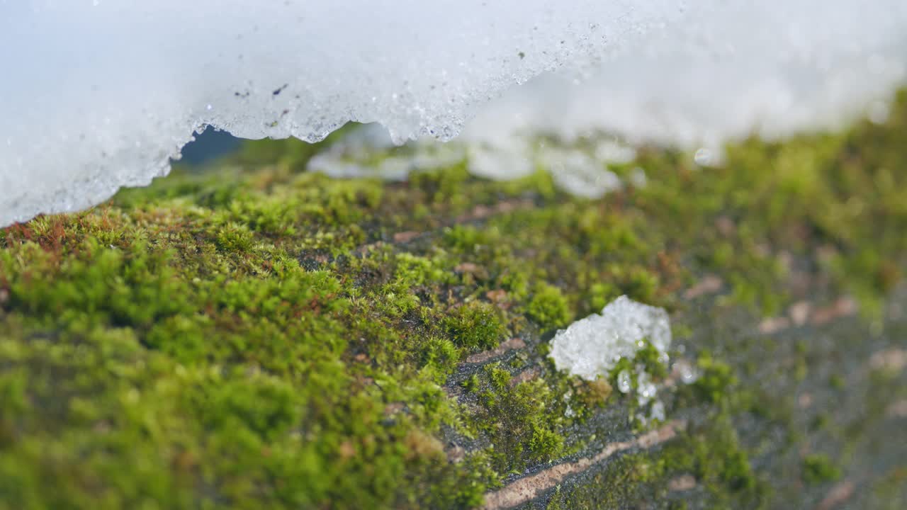 春天。雪部分地盖住了绿色的苔藓。架的焦点。视频素材