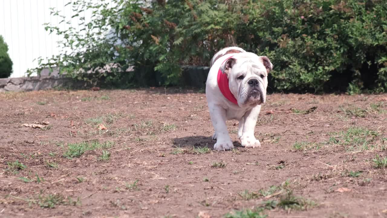 一只戴着红项圈的英国斗牛犬在后院的房子旁边散步。在街上。宠物的概念。4 k。视频素材