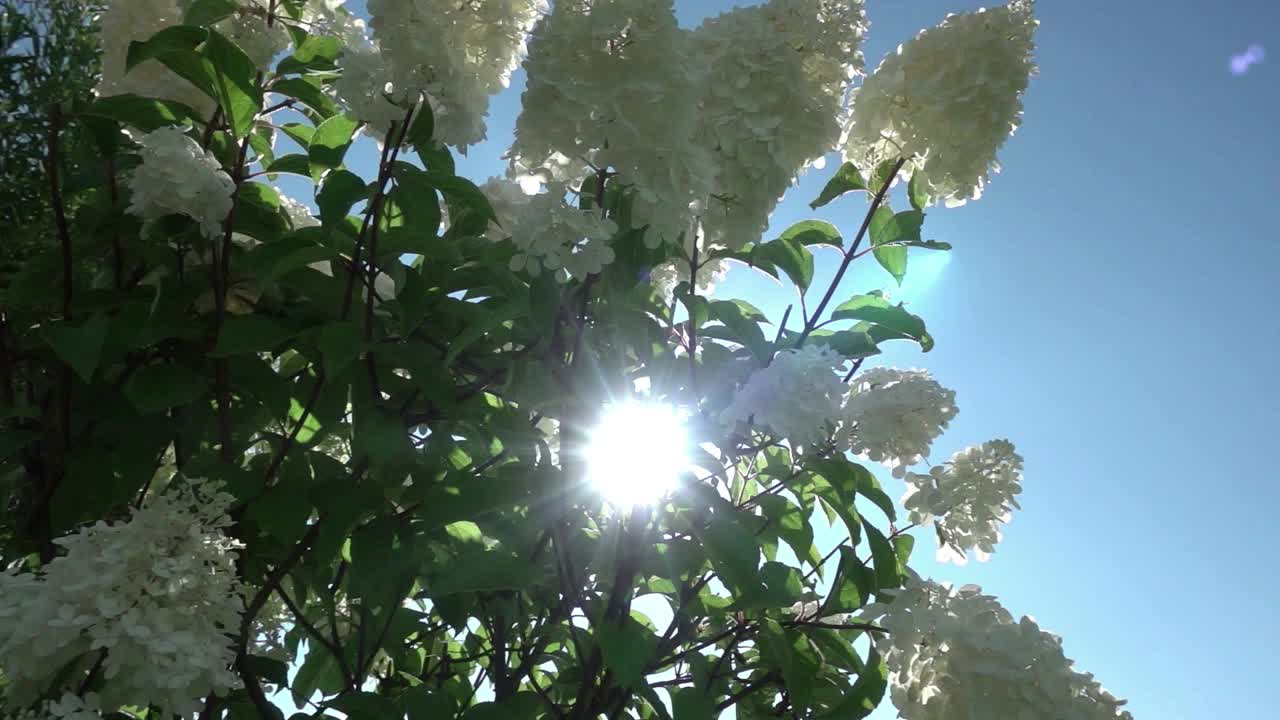 阳光穿透在风中摇曳的白色绣球花的花序。缓慢的运动。视频素材