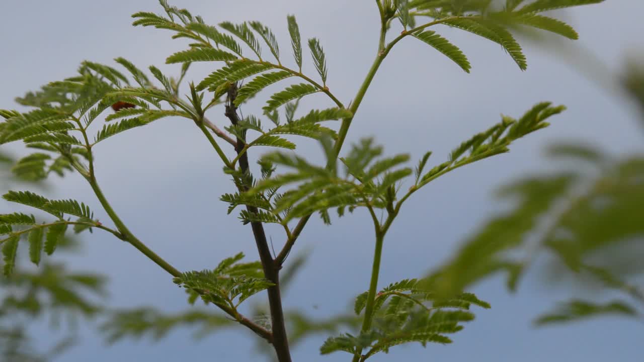 瓢虫在上面视频素材