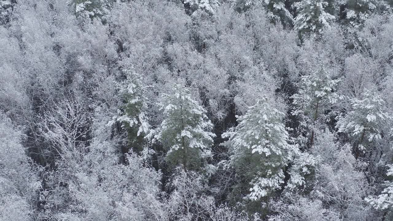 4K美丽的白雪森林在冬天的霜冻日。鸟瞰飞行在惊人的松树林。景观。公园森林的风景。冬季霜冻森林的自然高架视图。雪针叶林视频素材