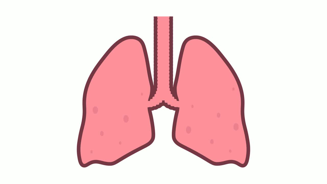 生动健康的人类肺部缓慢而平静地呼吸。卡通循环视频孤立在白色背景视频素材