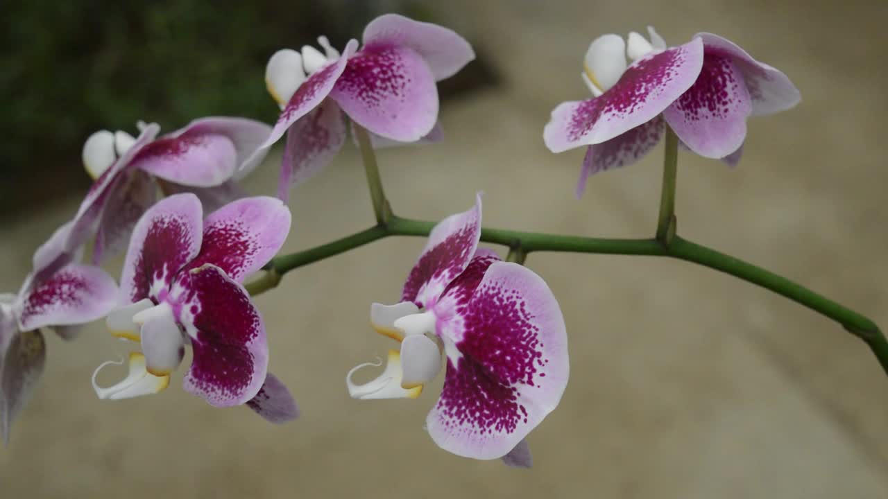 美丽的月亮兰花在粉红色的花视频素材