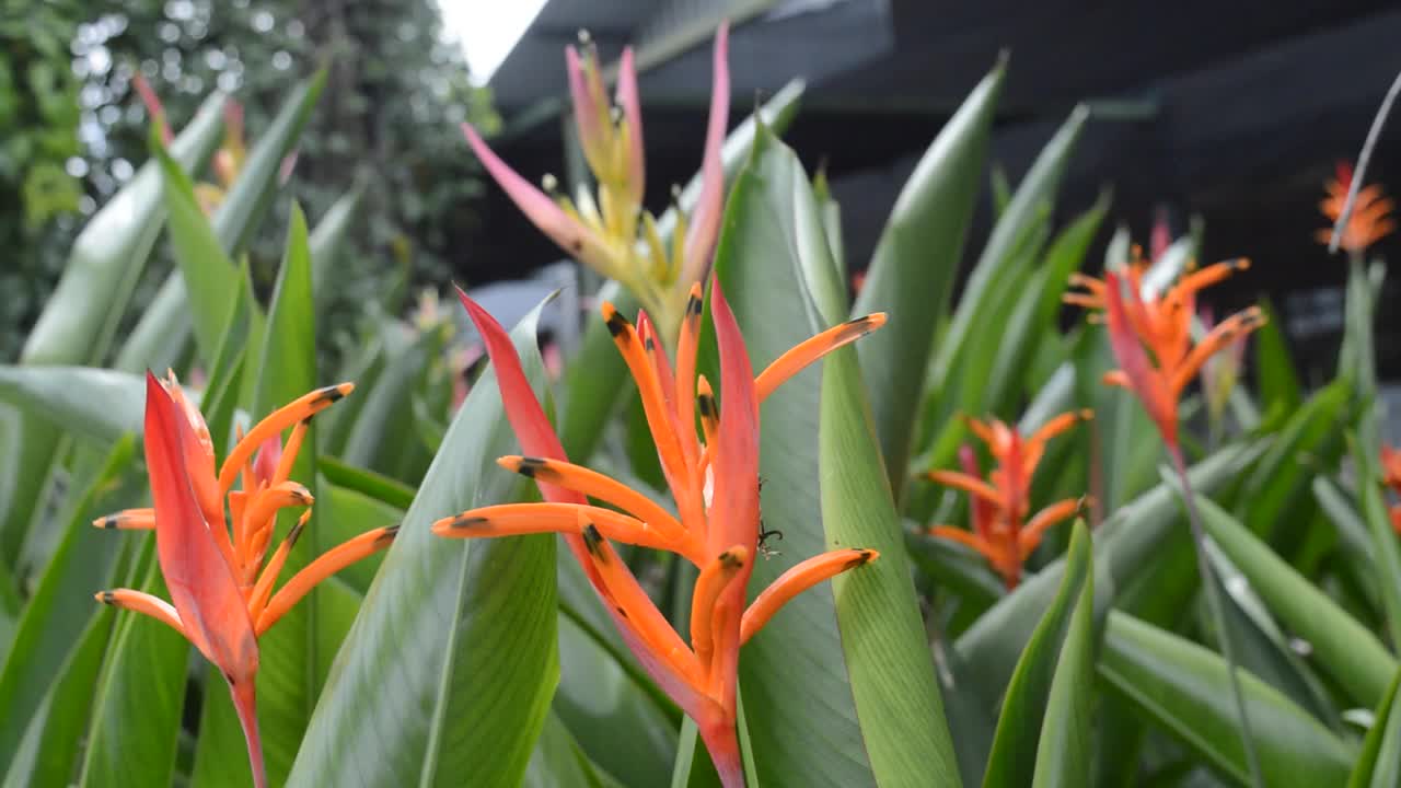 海里康属植物的花视频素材