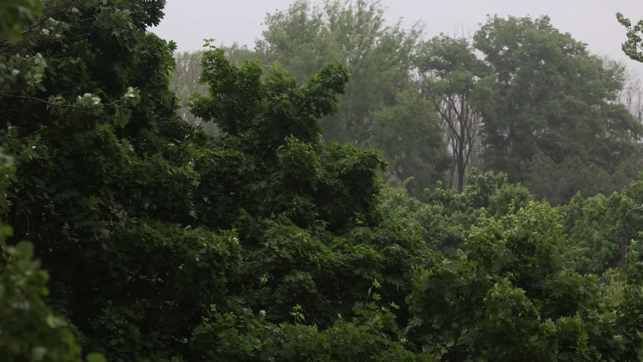在大雨和大风中吹树。恶劣天气和暴风雨视频素材