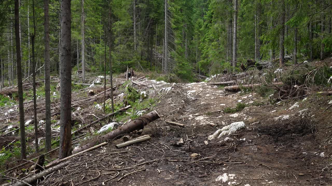 毁林地区用砍伐的树木、树桩和砍伐的森林视频素材