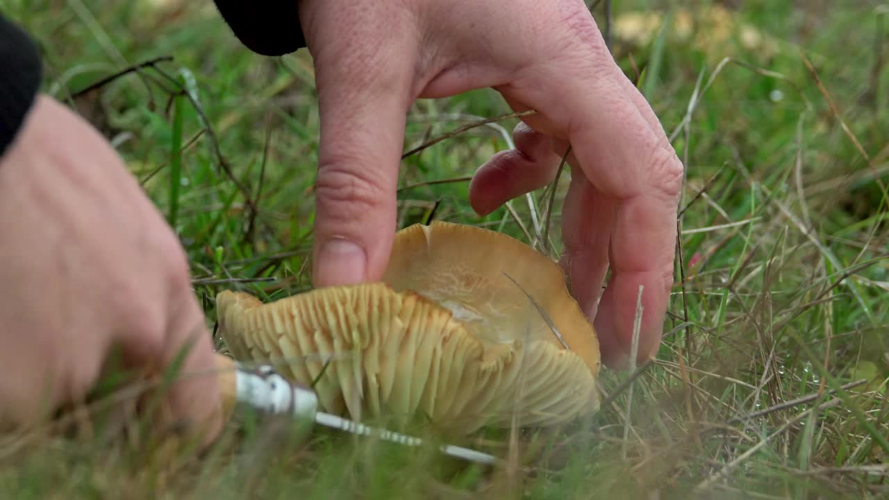 在草地上采摘草菇视频素材