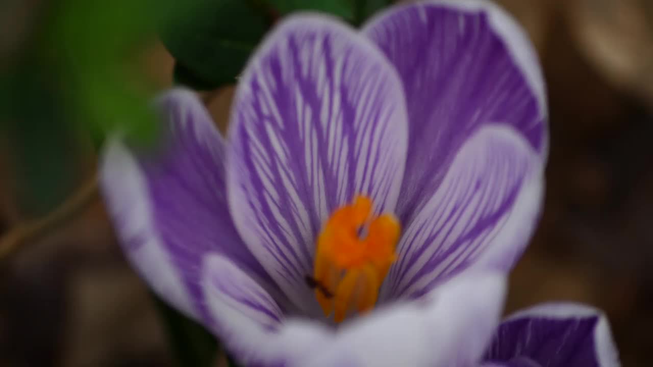 森林里紫色的花朵视频素材