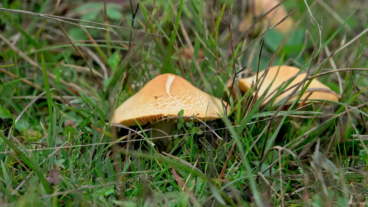 在草地上采摘草菇视频素材