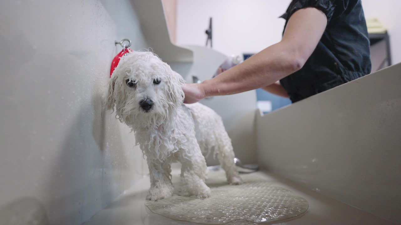 在梳妆室或动物收容所用跳蚤洗发水洗贵宾犬时，浴室湿了贵宾犬视频素材