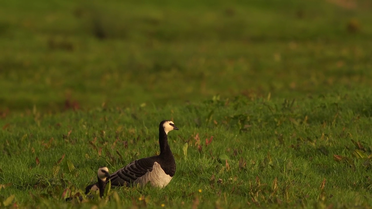 一只黑雁(Branta leucopsis)在草地上四处张望视频素材